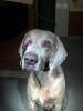 Westley Head shot 2